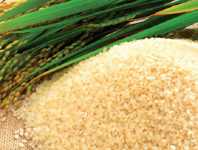 Nếp cái hoa vàng là sản phẩm OCOP ở Đông Triều