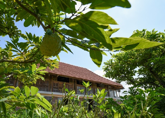 Nhiều hộ thoát nghèo và vươn lên làm giàu nhờ trồng na dai