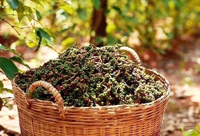 Xuất khẩu hồ tiêu đối mặt với nhiều khó khăn (Ảnh Internet)