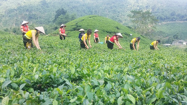 Đồi chè của HTX chè La Bằng