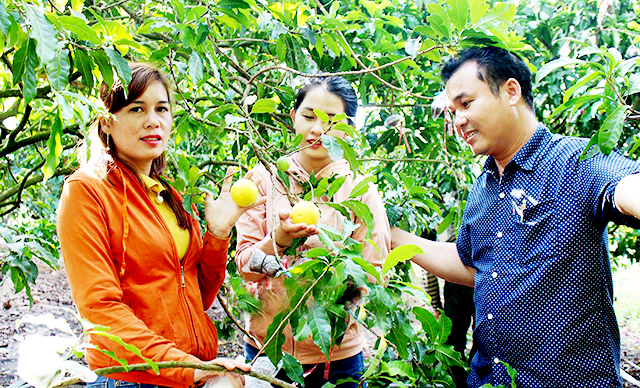 Nhờ sản xuất an toàn, HTX đang mang lại lợi ích kép về kinh tế, ATLĐ