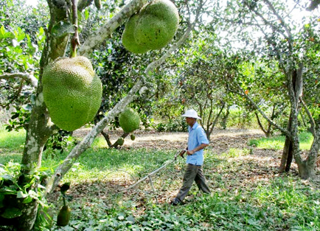 Sản xuất VietGAP gắn với ATLĐ sẽ tiếp tục được HTX thúc đẩy