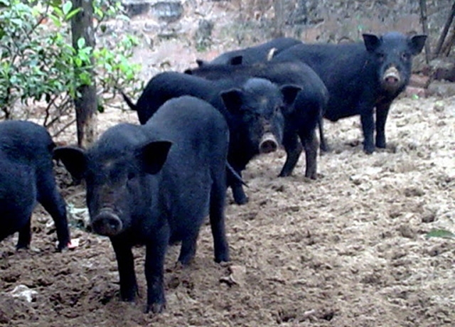 Mô hình chăn nuôi lợn đen, gà thả vườn được Suối Đá đẩy mạnh phát triển theo hướng an toàn sinh học, bảo vệ môi trường