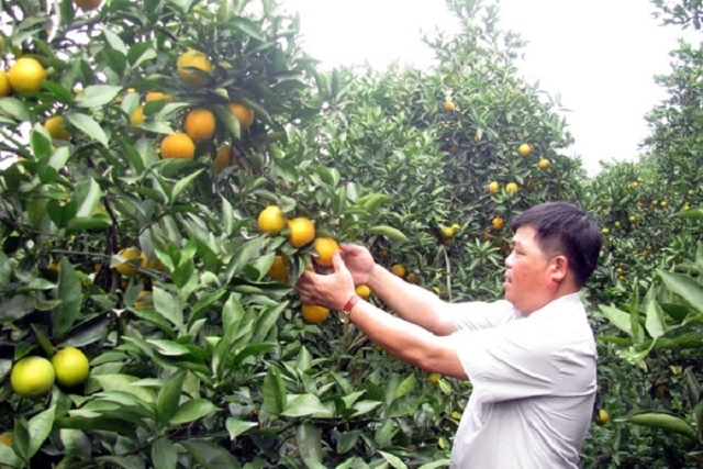 Mục tiêu của HTX Vĩnh Phúc là sản xuất cam an toàn theo hướng hữu cơ