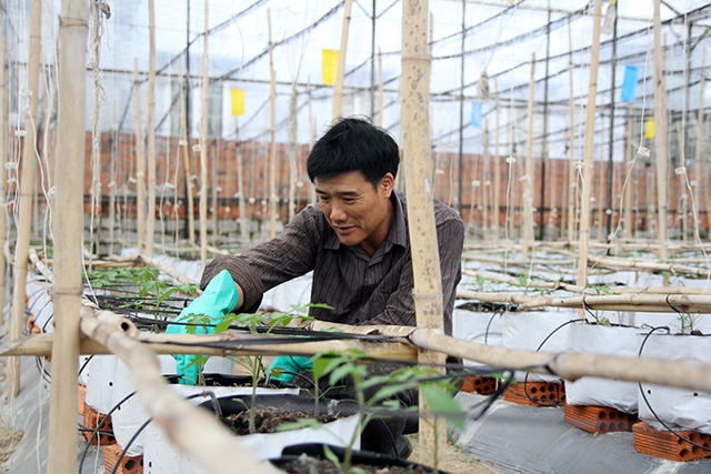 Lạc Lâm đang được mệnh danh là làng rau tỷ phú