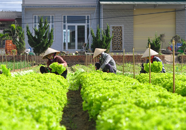 Thương hiệu rau Lạc Lâm ngày càng được nâng cao