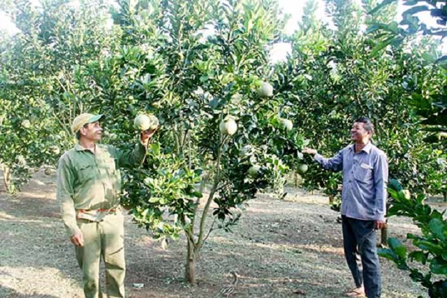 Vườn bưởi trồng trên đất dốc của thành viên HTX