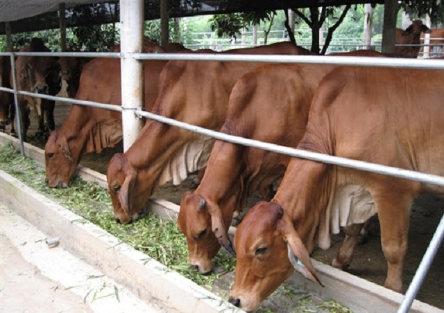 Chăn nuôi bò tập trung giúp nâng cao giá trị kinh tế