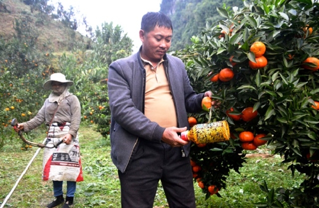 HTX sử dụng bẫy sinh học diệt côn trùng hại cam