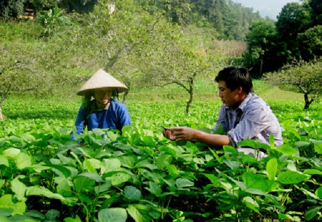 Cây đậu tương là cây hàng hóa ở Sơn Vĩ