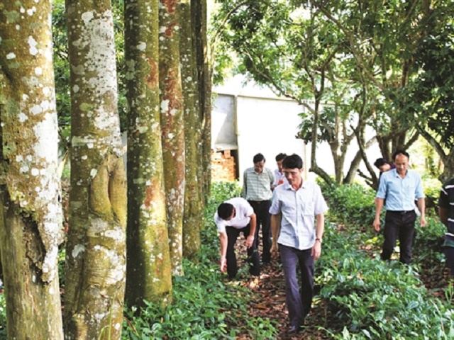 Quế cũng là cây trồng mang lại giá trị kinh tế cao cho người dân Pa Khóa