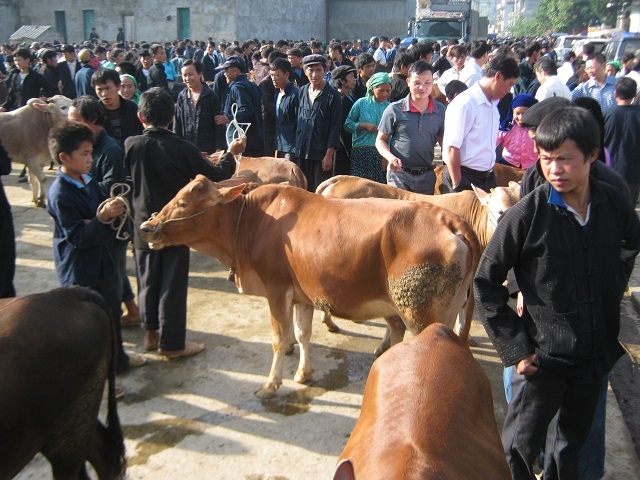 Bò Hà Giang gắn liền với phiên chợ bò - một điểm nhấn trên Cao nguyên đá Đồng Văn, cho du khách đến tham quan, du lịch