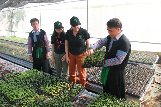 Anh Vàng A Sa giới thiệu quy trình nhân giống rau trong nhà lưới