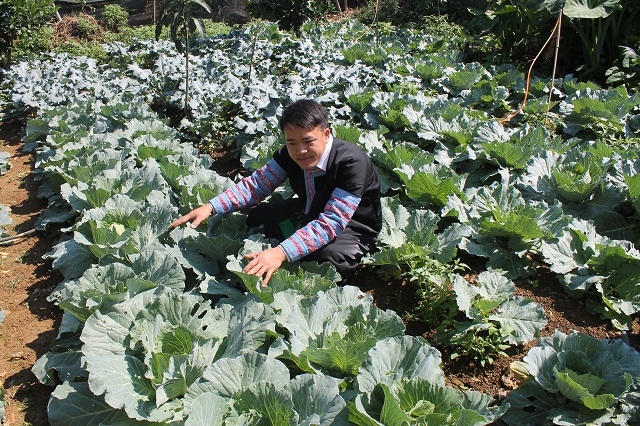 Tổ trưởng Vàng A Sa cho biết sản xuất rau an toàn có thu nhập cao hơn trồng lúa và ngô từ 5 - 7 lần