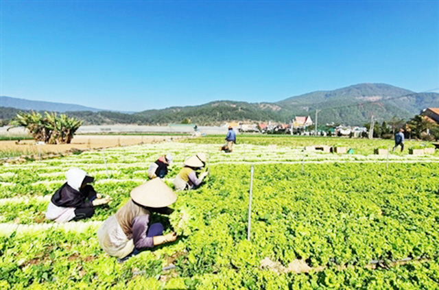 THT đang vượt lên nhờ sản xuất hữu cơ gắn với ATLĐ