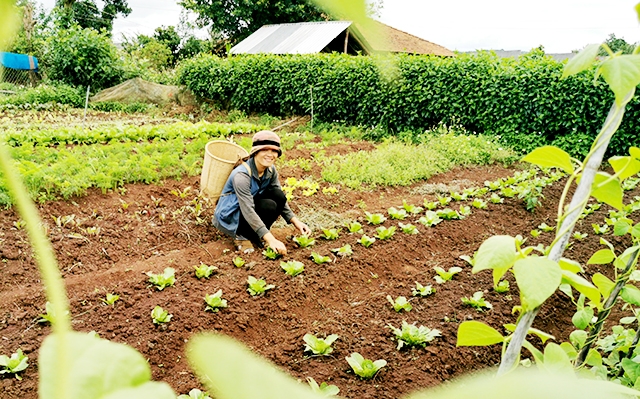 Nhờ hiệu quả vượt trội, THT đang tạo sức lan tỏa mạnh mẽ