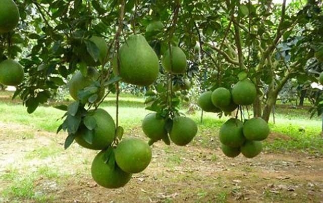 Bưởi da xanh sản xuất theo hướng VietGAP sinh trưởng tốt, ít sâu bệnh