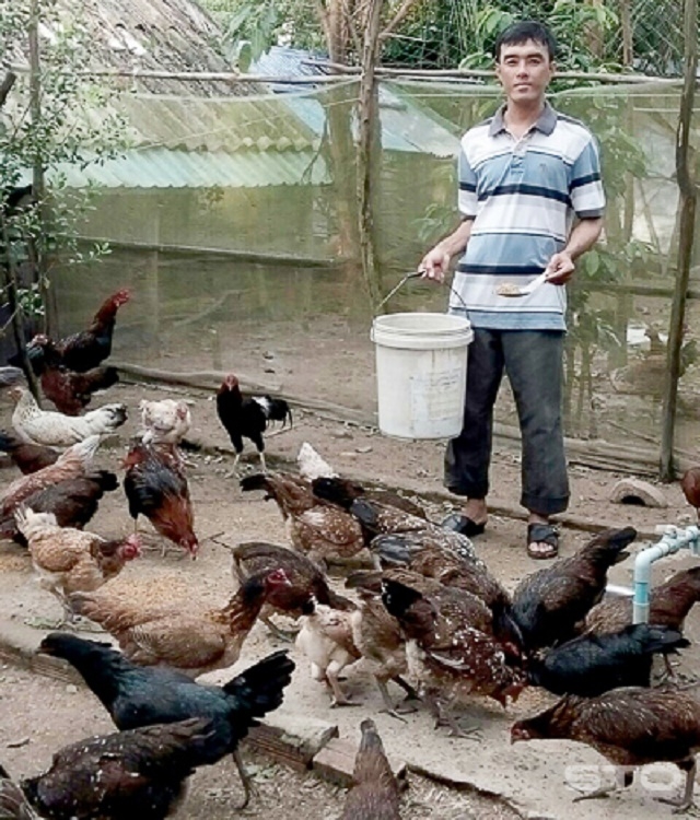 Đàn gà của gia đình anh Phạm Thành Tây