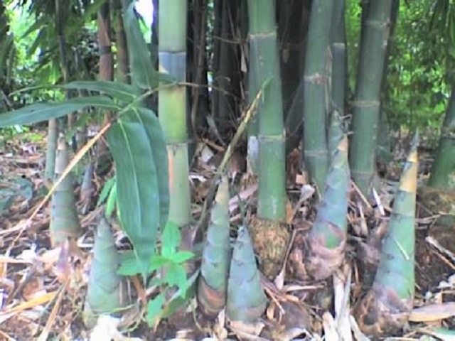 Trung bình 1 ha tre lấy măng cho thu lãi khoảng 250 triệu đồng/năm