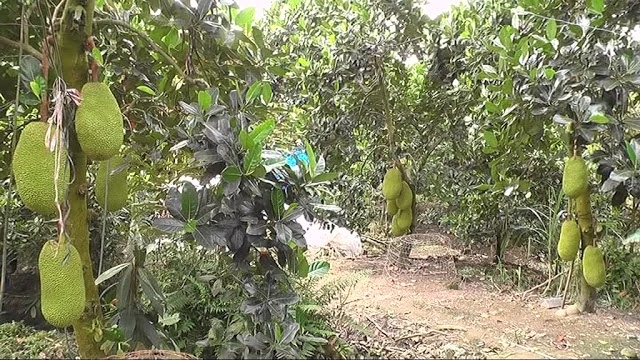 Mít Thái sản xuất theo tiêu chuẩn VietGAP