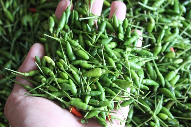 Ớt rừng đặc sản ở Phú Lương