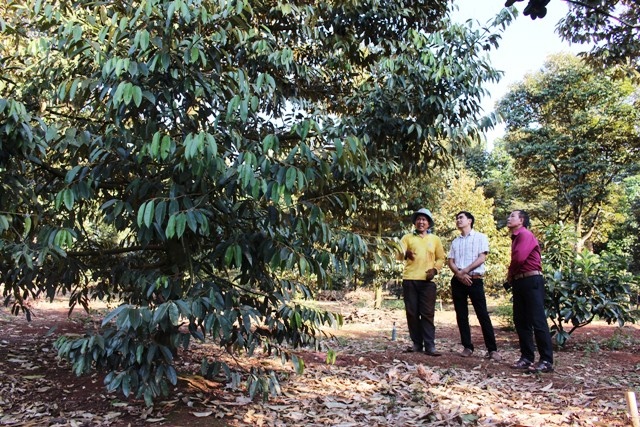HTX đang phát triển mô hình sản xuất sầu riêng theo hướng VietGAP