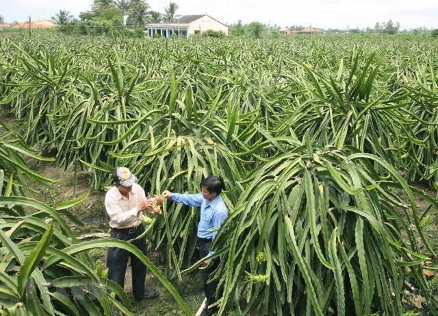 HTX ứng dụng công nghệ cao trong trồng thanh long