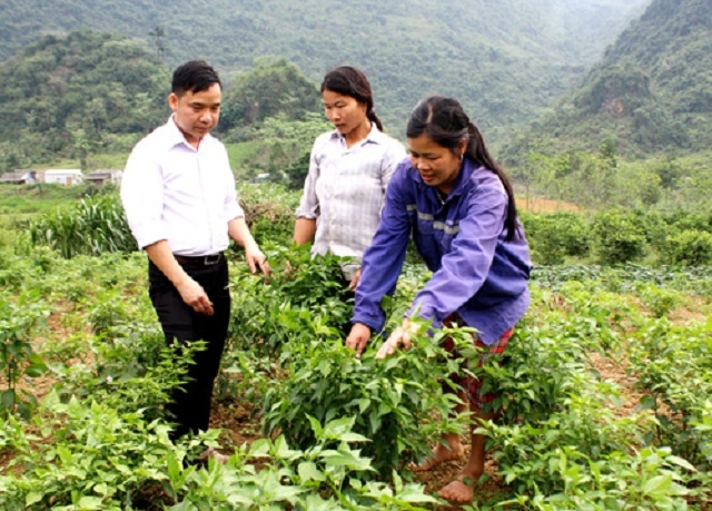 Trồng ớt rừng giúp bảo vệ môi trường