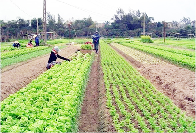 HTX đang thu lợi kép về kinh tế và môi trường từ rau VietGAP