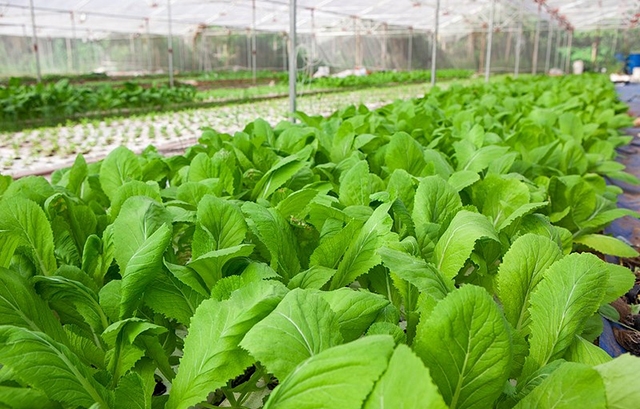 Với chất lượng vượt trội, HTX đang có thị trường khá ổn định