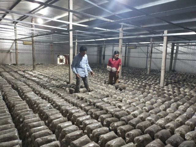 Khu vực làm phôi nấm của gia đình chị Tuyên