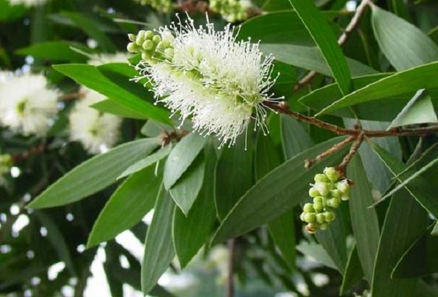 Cây tràm được HTX chú trọng phát triển để mở rộng vùng nguyên liệu