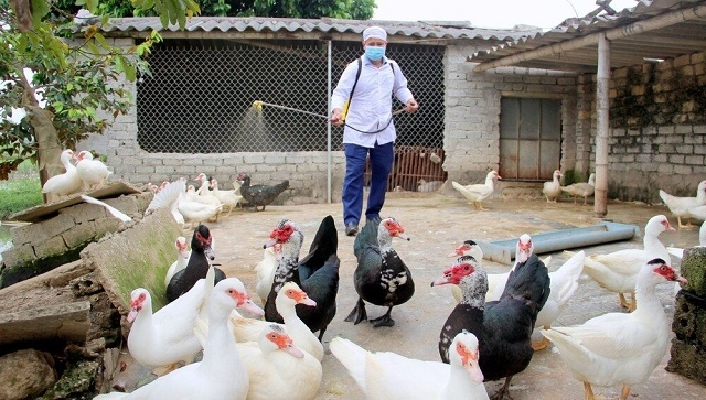 Cúm A/H5N6 đã xuất hiện ở 4 tỉnh, thành phố