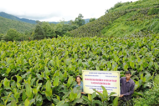 Vùng nguyên liệu dong riềng ở Húc Động