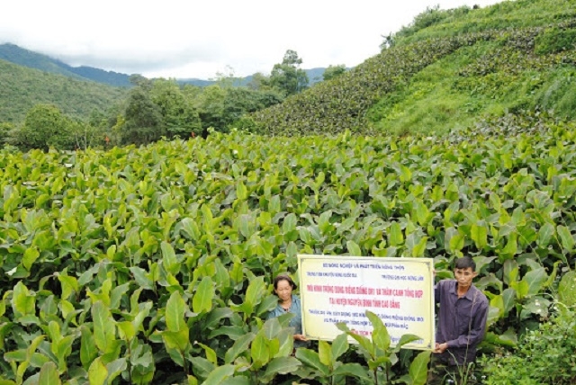 Vùng nguyên liệu dong riềng ở Húc Động