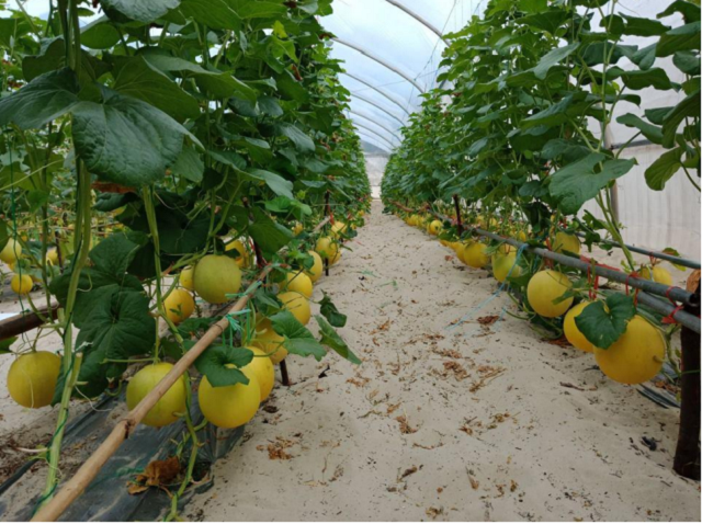 Sản lượng dưa/1.000 m2 tại HTX có thể lên đến 5 tấn