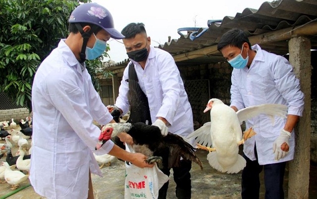 Hiện cả nước có 9 ổ dịch cúm gia cầm A/H5N6 chưa qua 21 ngày (Ảnh Internet)