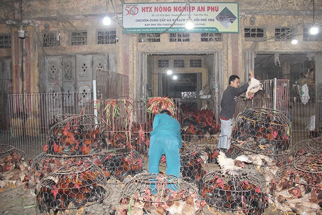 Để thu hút thành viên tham gia, quan trọng nhất là các doanh nghiệp, HTX phải tìm đầu ra ổn định, nâng cao giá trị sản phẩm