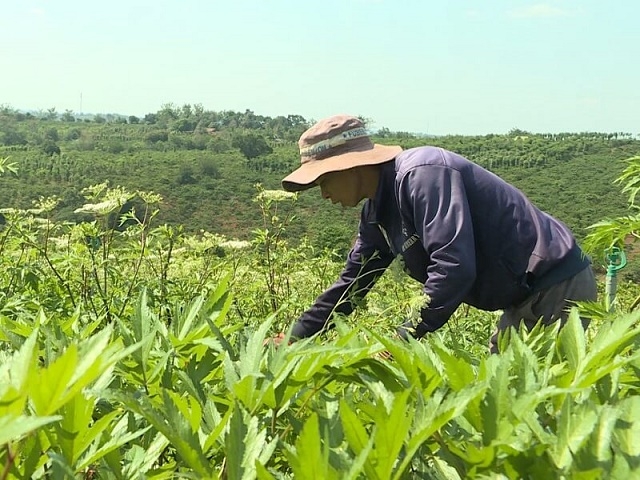 Đương quy là loại thảo dược khó tính, chỉ mọc ở điều kiện khí hậu lạnh