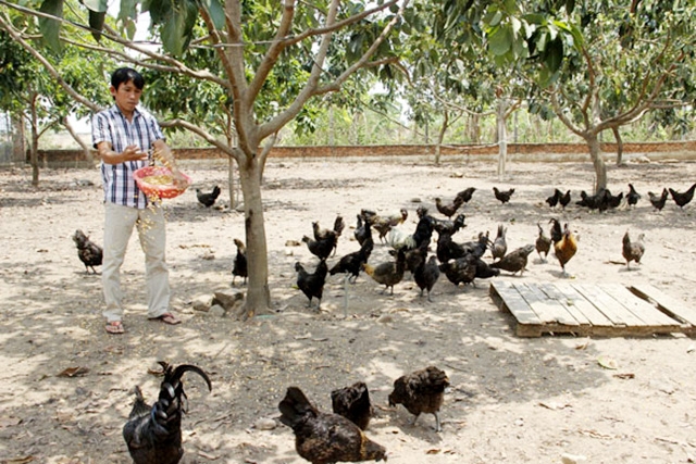 Sản xuất ổn định, các thành viên HTX đang vươn lên làm giàu