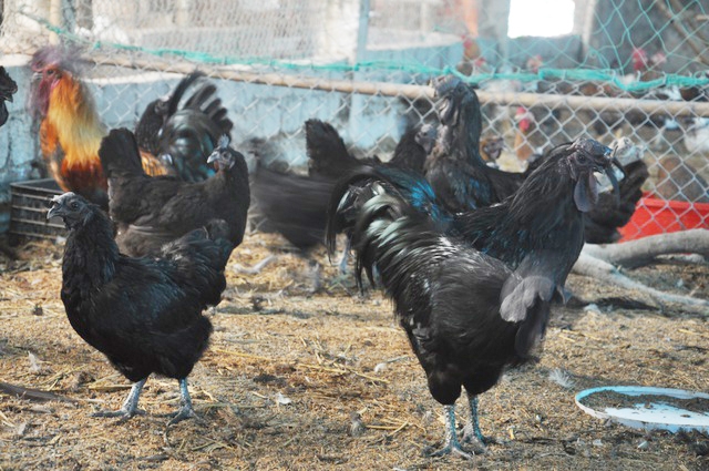 Nhờ chất lượng cao, gà của HTX đang được thị trường đánh giá cao