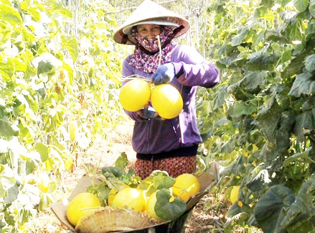 Sản xuất an toàn, hiện đại là chìa khóa thành công của HTX