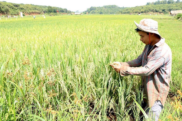 HTX đang chú trọng sản xuất khoa học gắn với bảo vệ môi trường