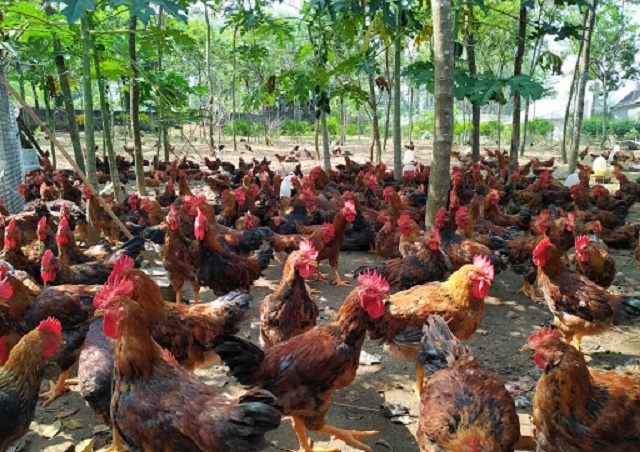 Tân Sơn đã hình thành nhiều mô hình kinh tế phát triển theo hướng hàng hóa