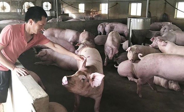 Khuyến nghị giảm giá lợn ngay lập tức (Ảnh Internet)
