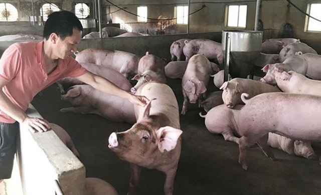 Khuyến nghị giảm giá lợn ngay lập tức (Ảnh Internet)