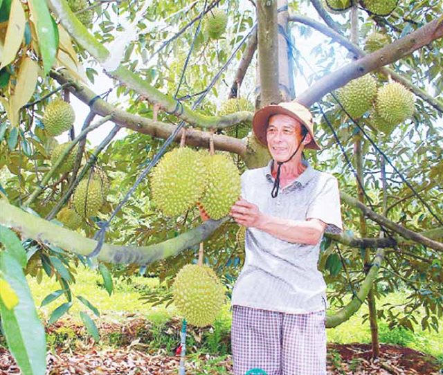 Sầu riêng là cây chủ lực được HTX đẩy mạnh để mở rộng diện tích