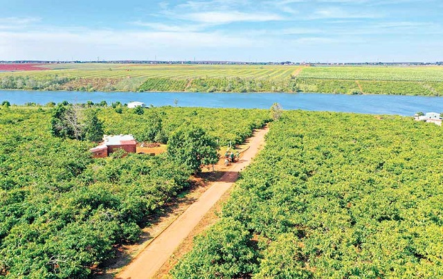 Diện tích cà phê theo quy trình 4C của Tổ liên kết thôn Ia Ring