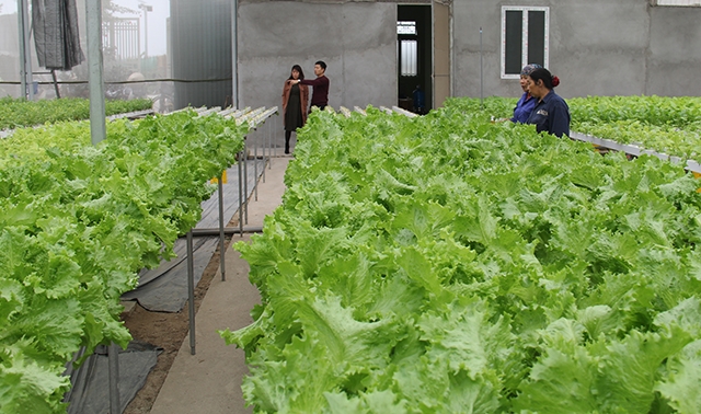 Sản xuất sạch, an toàn sẽ giúp cho nông sản Việt tìm kiếm được thị trường