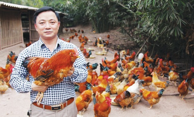 Hà Lâu phát triển chăn nuôi gà theo hướng hàng hóa